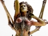 blizzard_queen-of-blade-kerrigan-sideshow_emcorner-it_-20